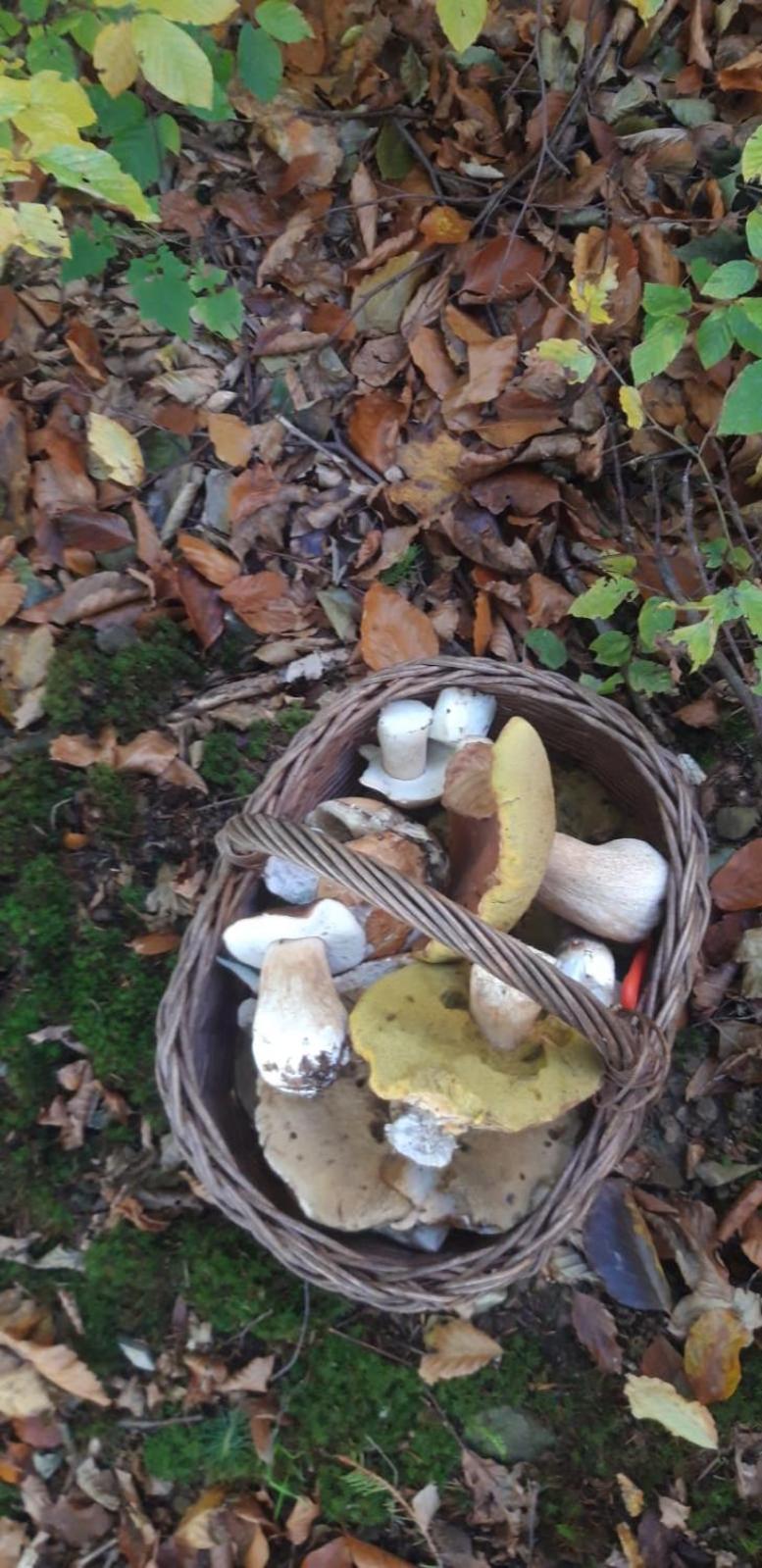 Agroturystyka Koronkowe Zacisze Koniaków エクステリア 写真